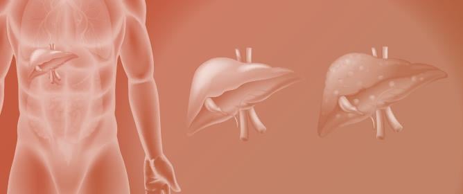 Liver Toxicity Induced by Exposure to Bisphenol Analogs at Environmentally Relevant Levels: Insights from a Literature Review on Multiple Species