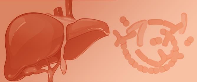 Exploring the Role of Probiotics, Prebiotics, and Synbiotics in the Treatment of Metabolic Dysfunction-Associated Steatotic Liver Disease&mdash;A Scoping Review