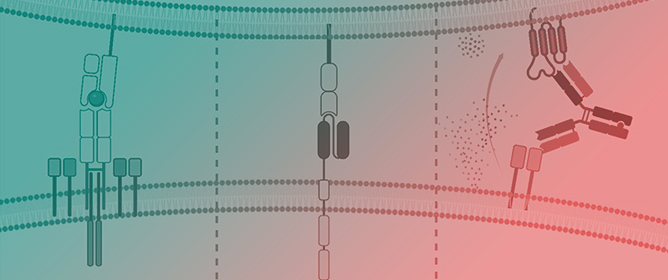 Bispecific Antibodies&mdash;A New Hope for Patients with Diffuse Large B-Cell Lymphoma