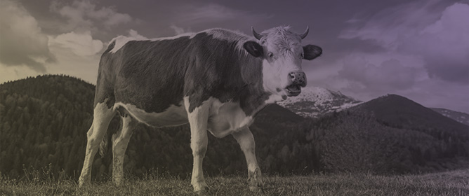 Genomic Regions Associated with Respiratory Disease in Holstein Calves in the Southern United States