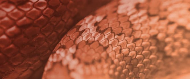 Anticancer Activity of Snake Venom Against Breast Cancer: A Scoping Review