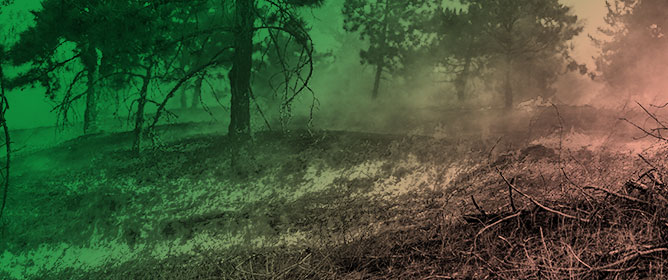 Quantifying Forest Structural and Functional Responses to Fire Severity Using Multi-Source Remotely Sensed Data