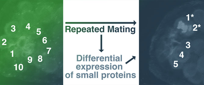 <em>Drosophila</em> Males Differentially Express Small Proteins Regulating Stem Cell Division Frequency in Response to Mating