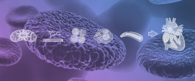 Noncoding RNAs and Vascular Aging in HFpEF