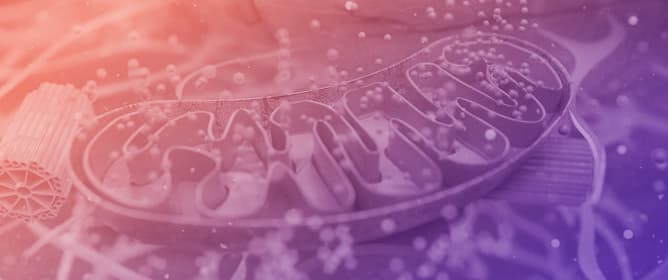 Manganese Superoxide Dismutase: Structure, Function, and Implications in Human Disease