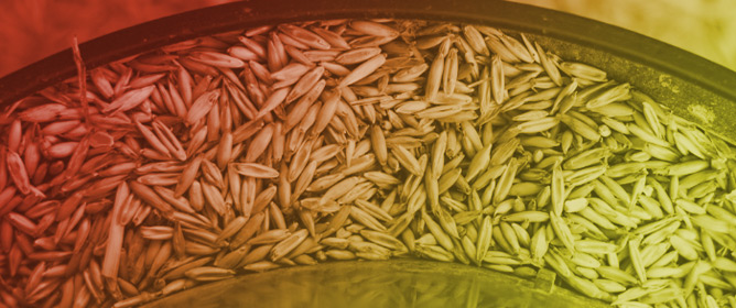 Tracking Fungal Contaminants and Mycotoxins Through the Rice Processing Chain &ndash; from Field to Table