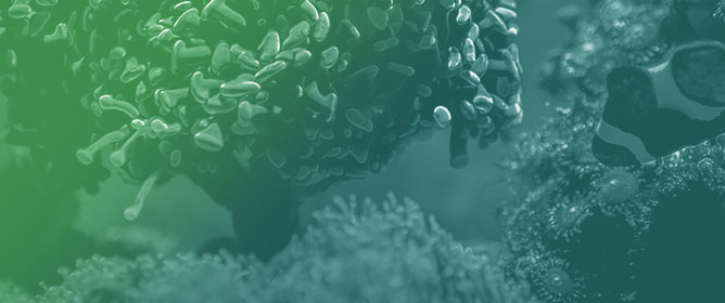 The Precipitation of Calcium Carbonate in the Presence of Macromolecules Isolated from Corals