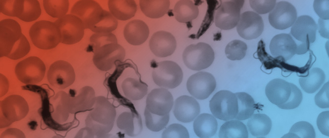 Differential Distribution of <em>Trypanosoma vivax</em> and <em>Trypanosoma theileri</em> in Cattle from Distinct Agroecological Regions of Central Argentina