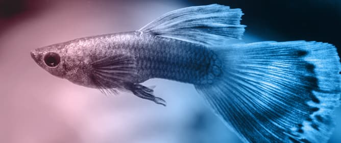 Effect of Commercial Diets on Growth and Digestive Physiology in Guppies (<em>Poecilia reticulata</em>)