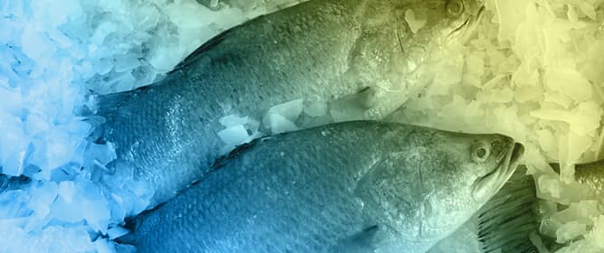 Exploring the Impact of Selenium Nanoparticles on Growth and Gonadal Development in Asian Seabass (<em>Lates calcarifer</em>): A Systematic Review and Meta-Analysis