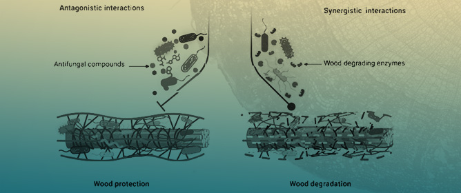 Bacteria Inhabiting Plant Woody Tissues and Their Interactions with Fung
