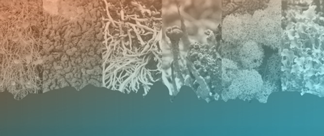 Dolichens: An Information System on the Lichens of the Dolomites