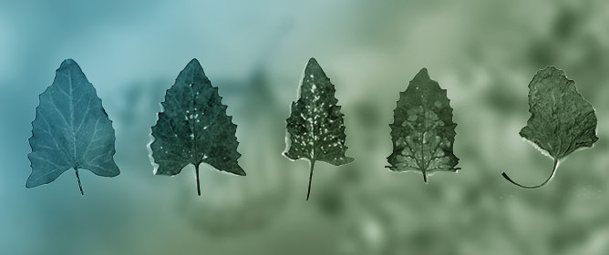 Different Responses to Salinity of <em>Pythium</em> spp. Causing Root Rot on <em>Atriplex hortensis</em> var. <em>rubra</em> Grown in Hydroponics