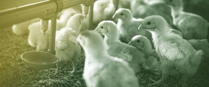 Toward Sustainable Broiler Production: Evaluating Microbial Protein as Supplementation for Conventional Feed Proteins