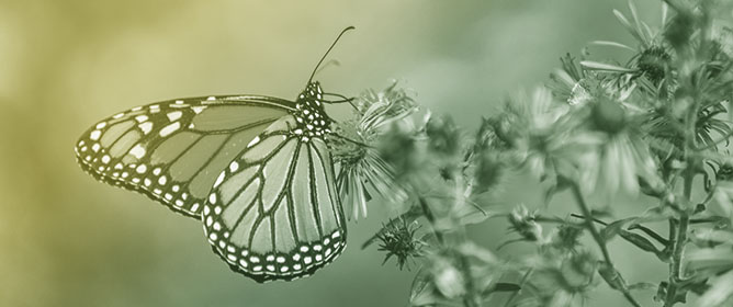 Native Grass Enhances Bird, Dragonfly, Butterfly and Plant Biodiversity Relative to Conventional Crops in Midwest, USA