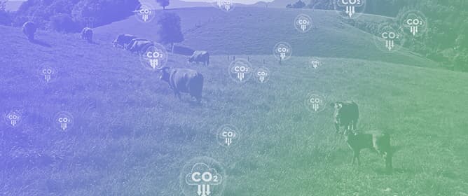 The Modification of Dairy Cow Rations with Feed Additives Mitigates Methane Production and Reduces Nitrate Content During <em>In Vitro</em> Ruminal Fermentation