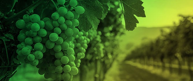 An Automatic Cooling System to Cope with the Thermal–Radiative Stresses in the Pignoletto White Grape