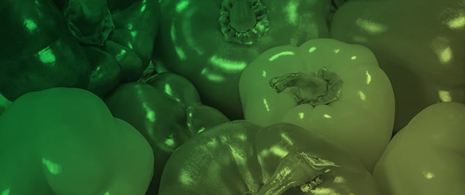 Organic Fertilizer Optimization for Enhanced Growth and Nutrient Uptake in Bell Pepper Transplants (<em>Capsicum annuum</em> L.)