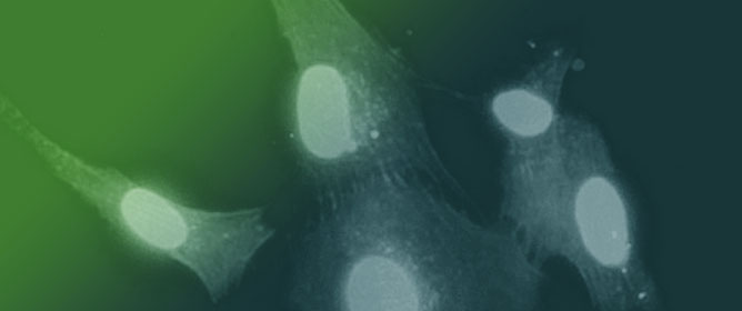 Deciphering the Role of Different Ceramide Synthases in the Human Cardiomyocyte Hypertrophic Response