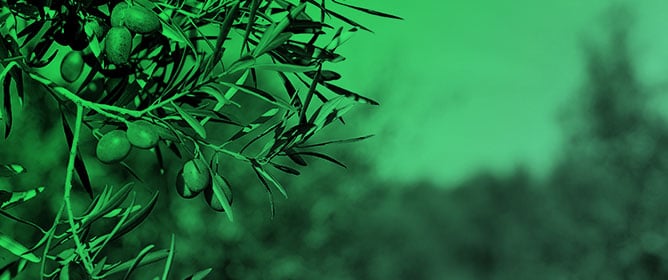 Salinity Tolerance of Novel and Established Olive (<em>Olea europaea</em> L.) Cultivars for Super-High-Density Systems