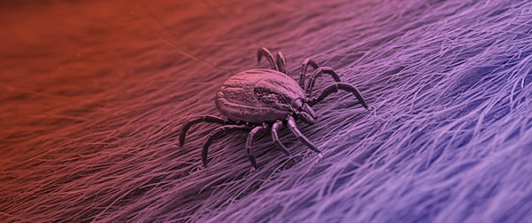 Mind the Gap: Knowledge, Attitudes and Practices Regarding Equine Piroplasmosis in Portugal