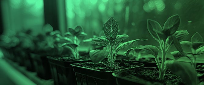 Advancing Light-Mediated Technology in Plant Growth and Development: The Role of Blue Light