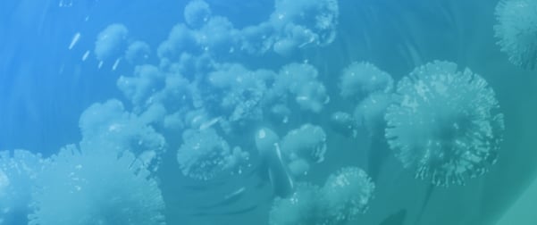 Use of Rituximab to Attempt Recapture of Immune Tolerance to Pegloticase