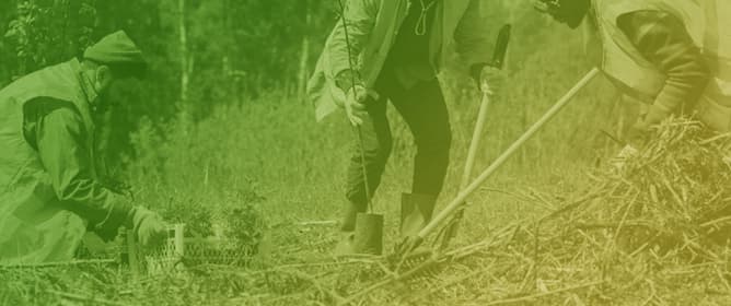Weed Control Increases the Growth and Above-Ground Biomass Production of <em>Pinus taeda</em> Plantations in Southern Brazil