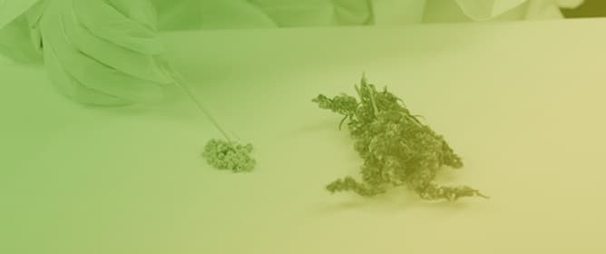 Metabolomics-Driven Investigation of Harpin αβ and Laminarin Effects on <em>Cannabis sativa</em> L. Employing GC/EI/MS and <sup>1</sup>H NMR Metabolomics