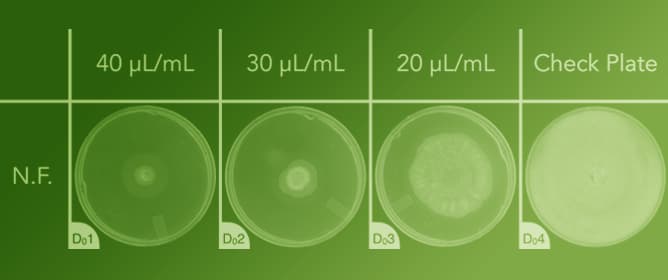 Essential Oils as Active Ingredients in a Plant-Based Fungicide: An In Vitro Study Demonstrating Growth Inhibition of Gray Mold (<em>Botrytis cinerea</em>)