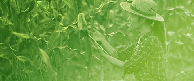 Optimizing Nitrogen Use Efficiency and Reducing Nutrient Losses in Maize Using Controlled-Release Coated Fertilizers
