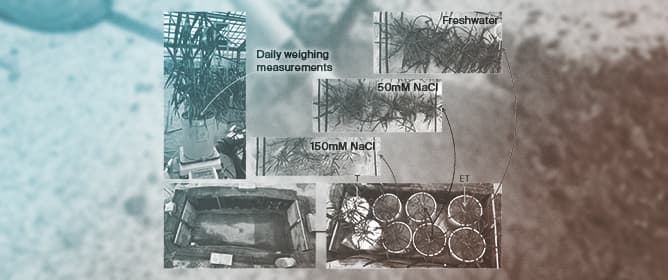 Impact of Saline Water Irrigation on Soil Salinity, Growth, and Productivity of Triticale in Sandy Soil