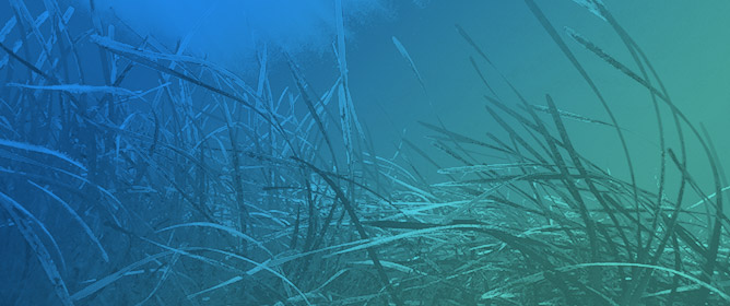 Changes in Eelgrass (<em>Zostera marina</em>) in the Little Narragansett Bay Estuary Between 2019 and 2022