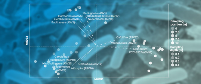 Fine-Scale Patterns in Bacterial Communities on a Gulf Coast Beach
