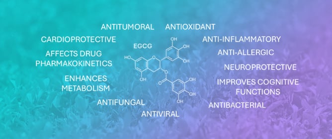 Catechins and Human Health: Breakthroughs from Clinical Trials