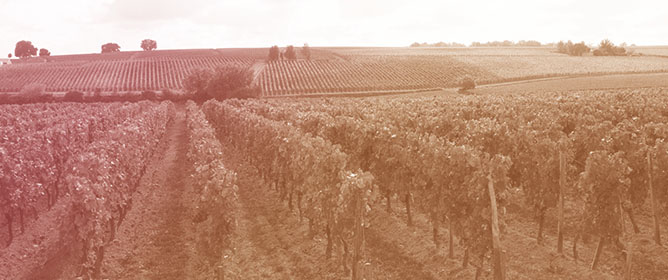 Fungal Functional Level to Describe Soil Fungal Composition at Mediterranean Vineyards