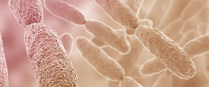 Oral Intake of <em>Klebsiella oxytoca</em> Disrupts Murine Intestinal Bacteriota and Anti-<em>K. oxytoca</em> Compound Baicalin by In Silico and In Vitro Analysis
