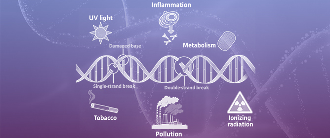 Carbon Dots for Nucleic Acid-Based Diagnostics and Therapeutics: Focus on Oxidative DNA Damage