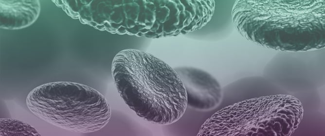 Are Procoagulant Platelets an Emerging Therapeutic Target? A General Review with an Emphasis on Their Clinical Significance in Companion Animals