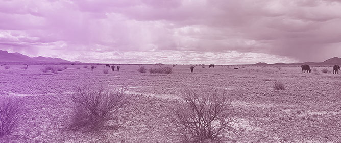 The Epidemiology of Coccidioidomycosis (Valley fever) and the Disease Ecology of <em>Coccidioides</em> spp. in New Mexico (2006–2023)