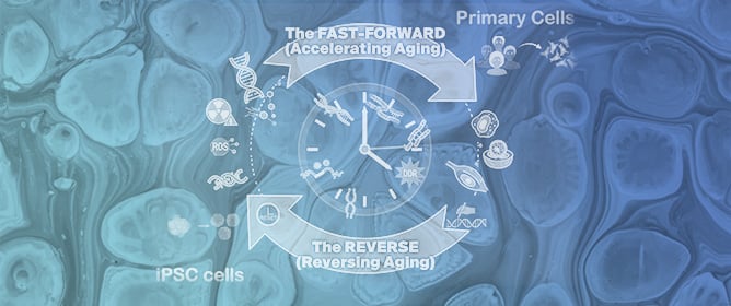 Cellular Models of Aging and Senescence