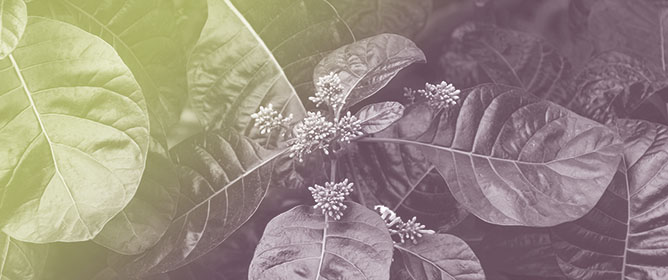 Extra-Botanical Capacities: Plant Agency and Relational Extractivism in Contemporary Amazonia