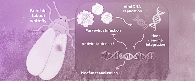 A Novel Parvovirus Associated with the Whitefly <em>Bemisia tabaci</em>