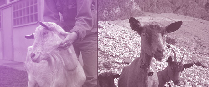 A Look Under the Carpet of a Successful Eradication Campaign Against Small Ruminant Lentiviruses