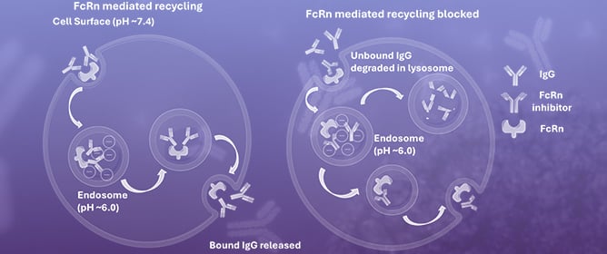 FcRn Blockade as a Targeted Therapeutic Strategy in Antibody-Mediated Autoimmune Diseases: A Focus on Warm Autoimmune Hemolytic Anemia