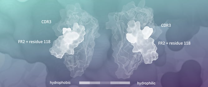 Computational Prediction of Single-Domain Immunoglobulin Aggregation Propensities Facilitates Discovery and Humanization of Recombinant Nanobodies