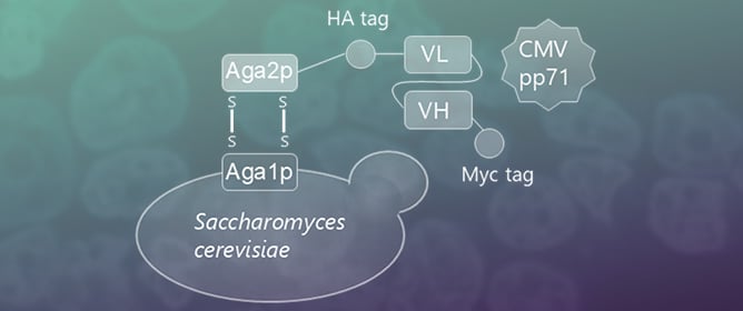 Isolation of a Monoclonal Human scFv Against Cytomegalovirus pp71 Antigen Using Yeast Display