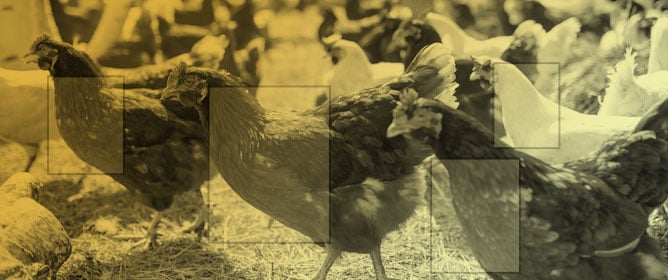 Precision Livestock Farming: YOLOv12-Based Automated Detection of Keel Bone Lesions in Laying Hens