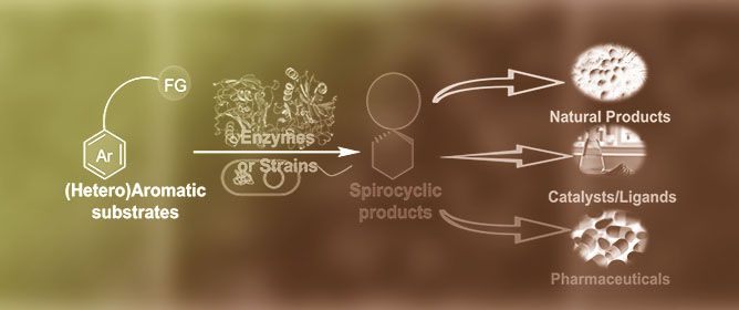 Recent Advances in Biocatalytic Dearomative Spirocyclization Reactions