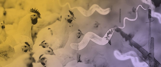 Gut Microbiota—<em>Campylobacter jejuni</em> Crosstalk in Broiler Chickens: A Comprehensive Review